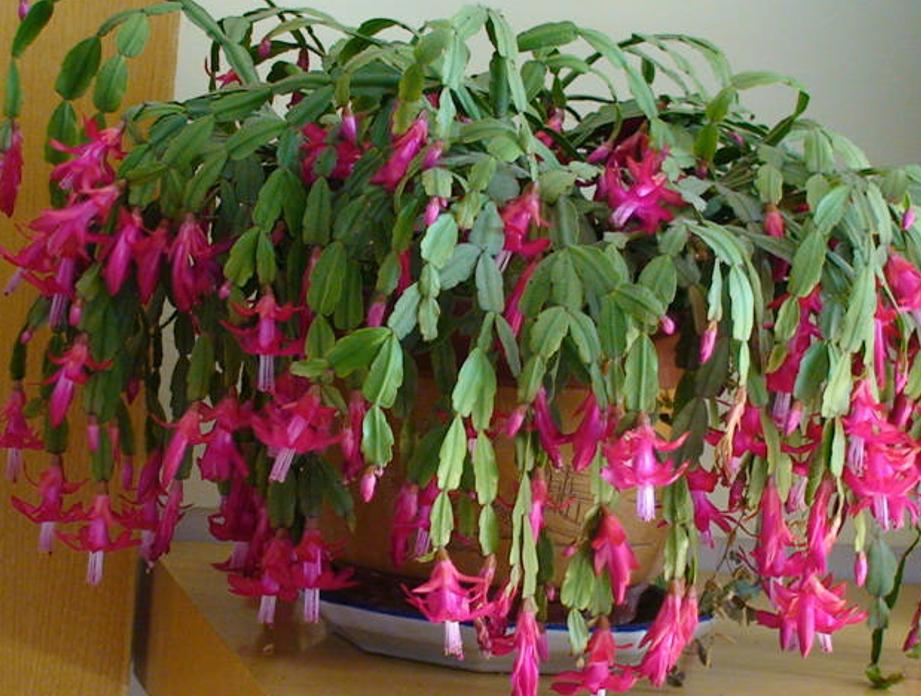 蟹爪兰冬季怎样养护才能枝繁叶茂,蟹爪兰怎么养护能爆盆