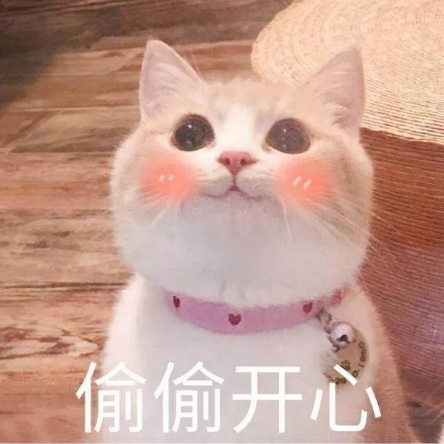 我家猫送亲戚了准备再养一只猫,给我家猫新交了一个嘚瑟的朋友