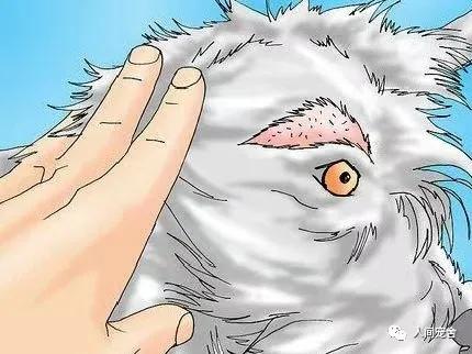 狗狗疥螨和疥癣的区别,判断狗狗得疥螨最简单的方法