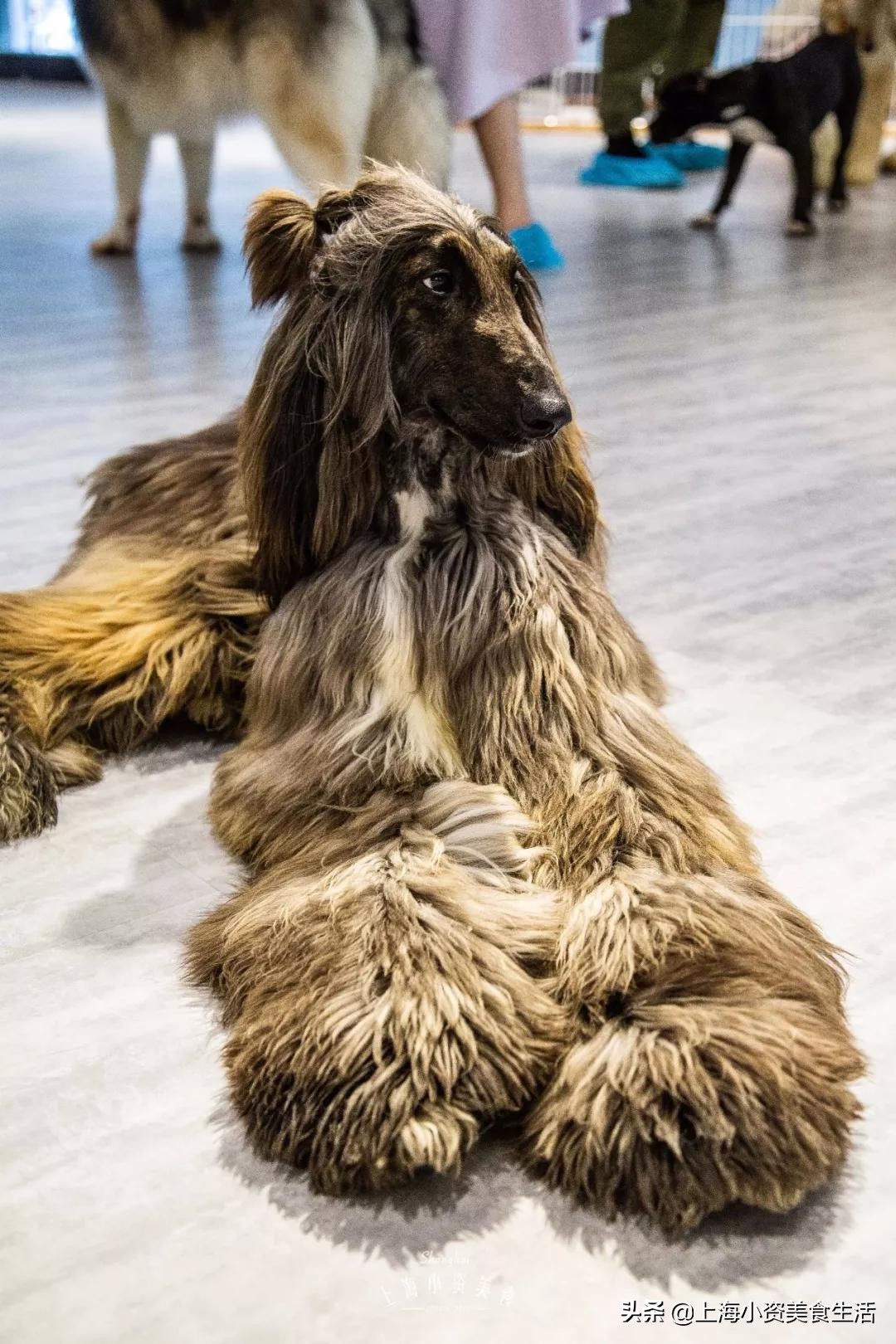 魔都哈士奇体验馆宠物咖啡,魔都哈士奇咖啡馆