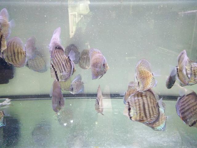 观赏鱼眼睛肿大身上白斑怎么治,鱼白点斑怎么治疗