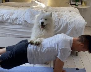 萨摩耶每一只都有缺点,世界上最难养的狗萨摩耶