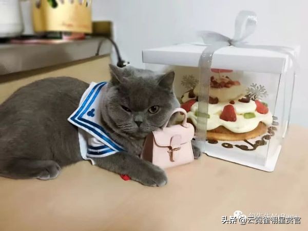 非常好看的宠物包,大家的包都带什么玩偶