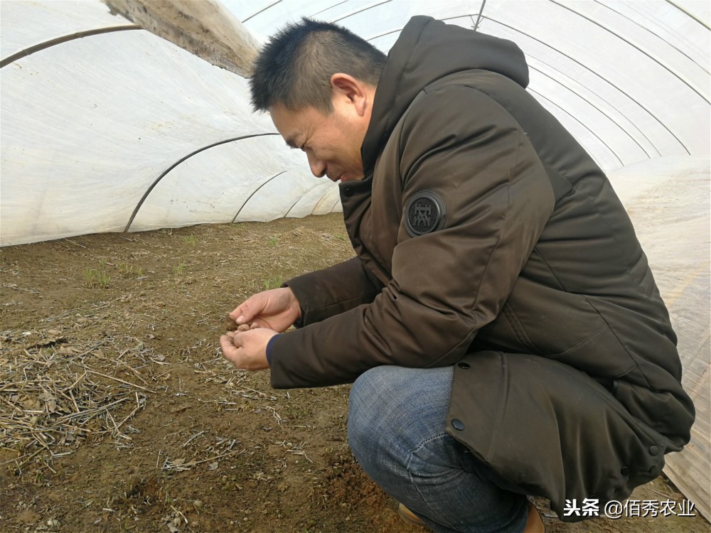 无公害韭菜灭蛆方法,韭菜有蛆用什么农药最有效