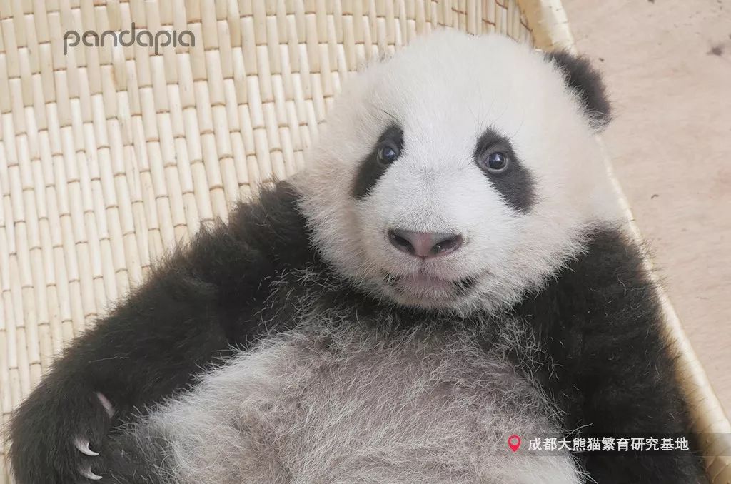 原来大熊猫也喜欢游泳,大熊猫们集体洗澡