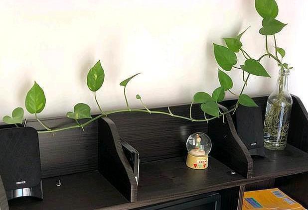 水培绿萝怎么养不烂根叶子不发黄,水培绿萝烂根叶子变黄怎么拯救