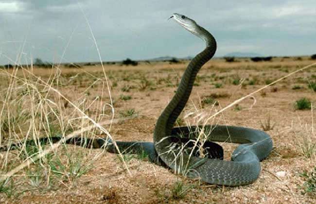 “非洲死神”黑曼巴蛇有多厉害？雄狮被活活咬死，雌狮不敢靠近