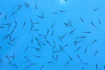 熟蛋黄怎么喂金鱼苗,蛋黄喂金鱼苗