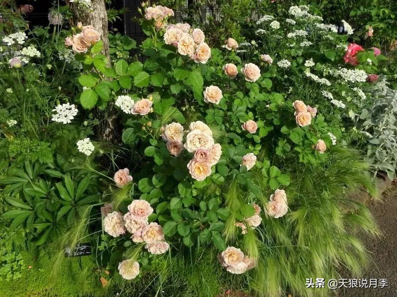 复古色月季什么品种的花好看,值得入手的复古色月季