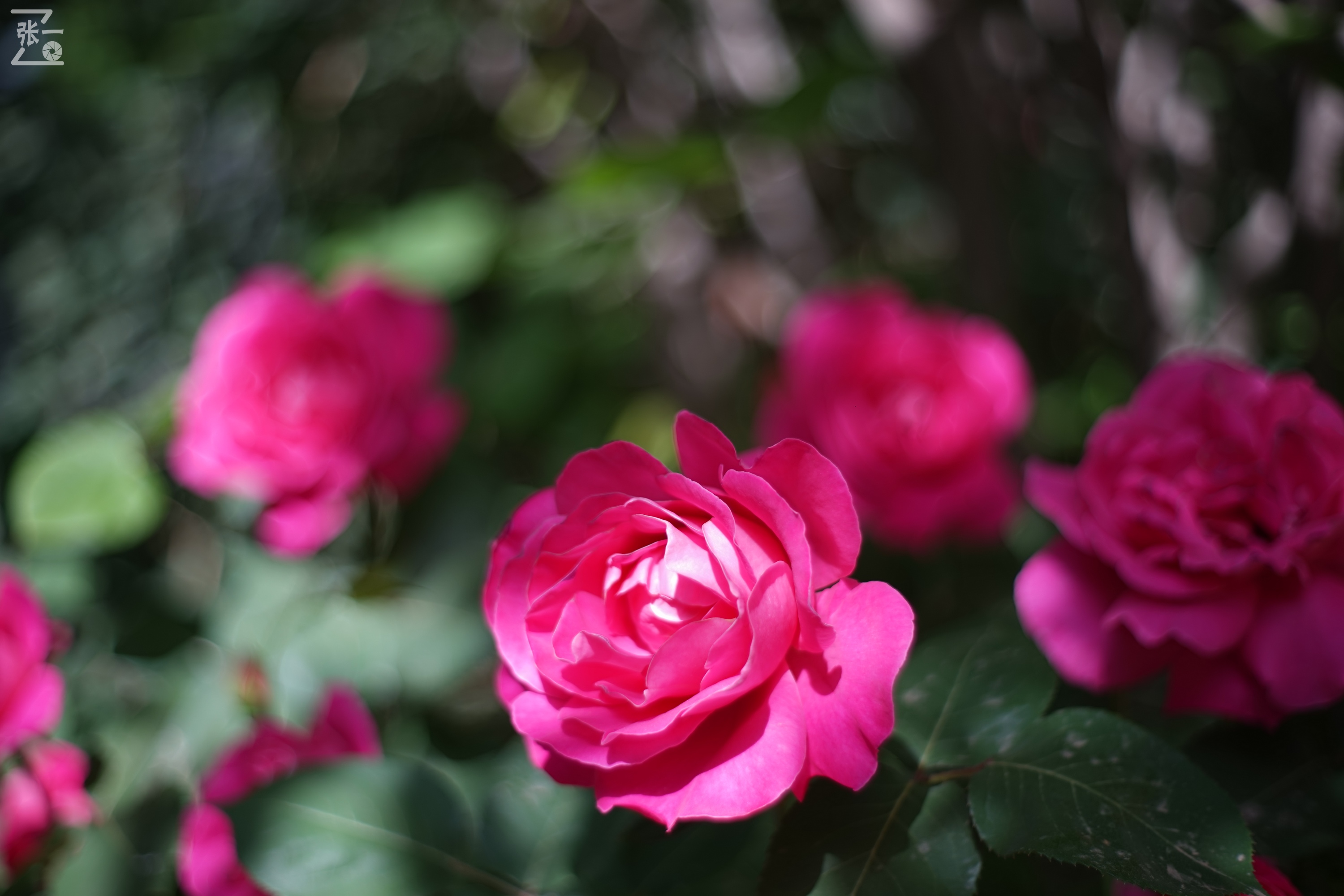 凤凰国产50mm镜头,凤凰索尼e口镜头