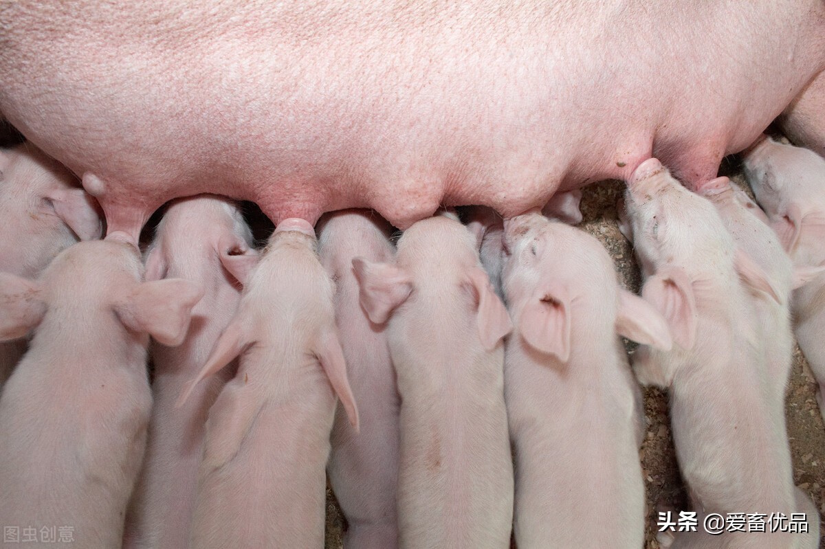 母猪子宫炎症用什么药,母猪得了子宫炎用什么药最好