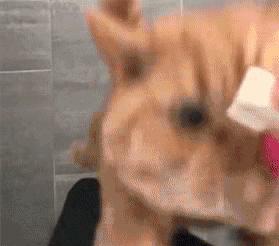 猫过敏会自己好吗,猫过敏会死吗