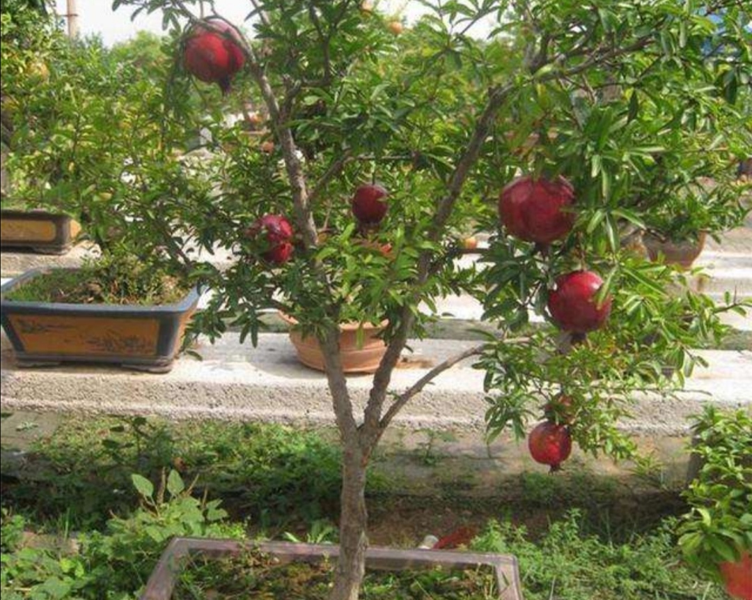 养石榴怎么养才开花结果,养盆栽石榴记住这几个技巧