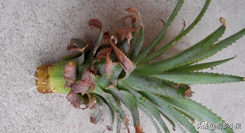 菠萝苗第二次结果怎么培育,怎么培育菠萝幼苗的