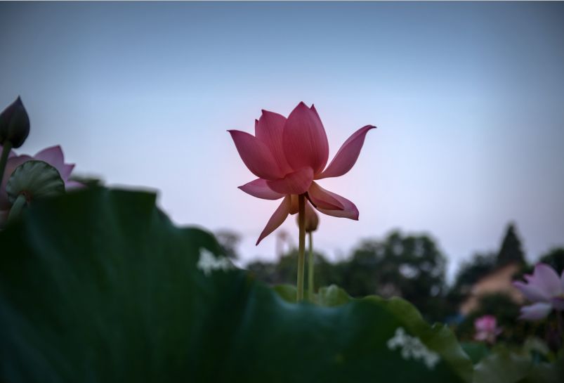 常德，那些惊艳夏日的荷花