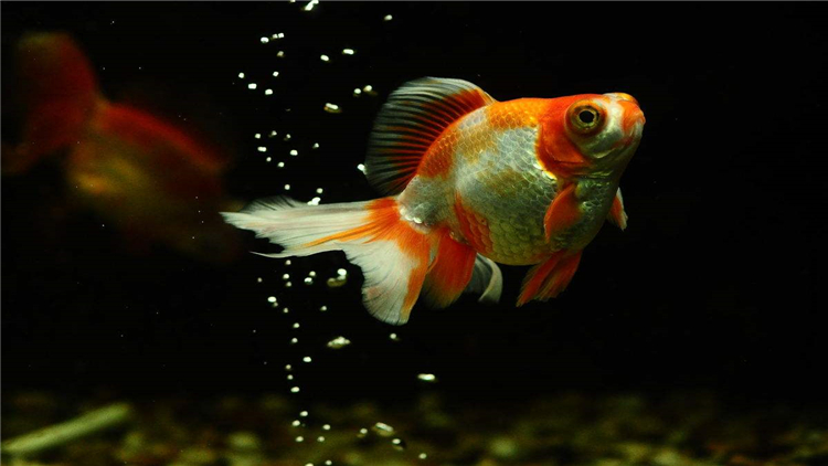 为什么家里养的金鱼总缺氧,新入鱼缸如何判断金鱼缺氧了