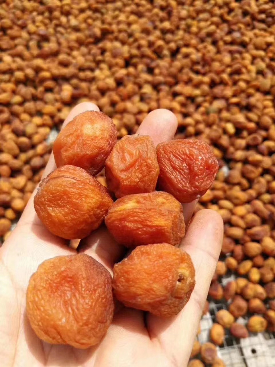 名扬四海的新疆瓜果,带你一起吃遍新疆瓜果