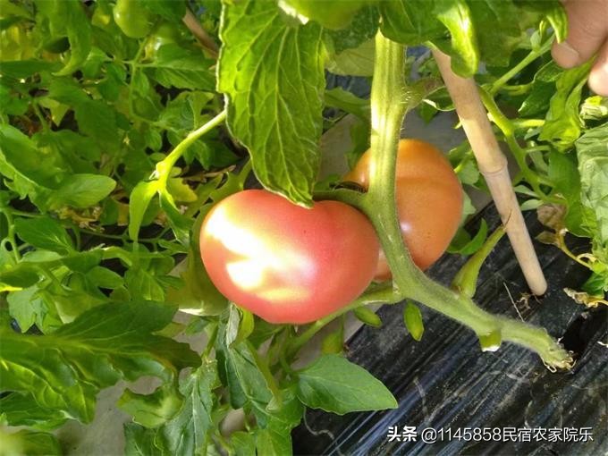 蓟县盘山农家山庄,盘山玉环山庄