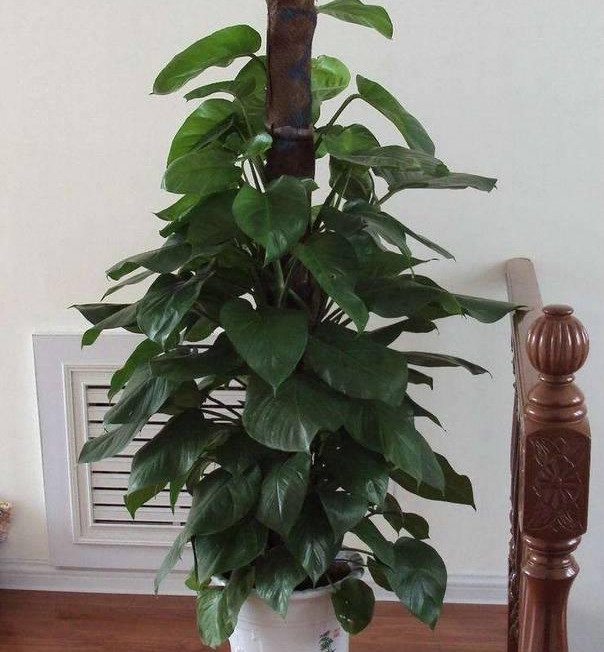 绿萝怎么造型更好看,大绿萝怎么做造型好看