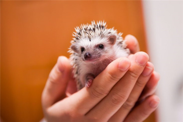 我和刺猬之间的趣事,阅读刺猬趣事