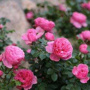 无刺四季开花藤本月季品种有哪些,耐热又耐寒的藤本月季有哪些品种