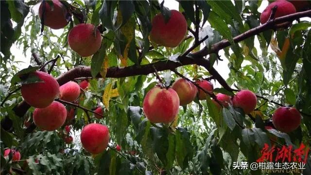 今年桃子苗有什么好品种,什么品种桃子市场行情好