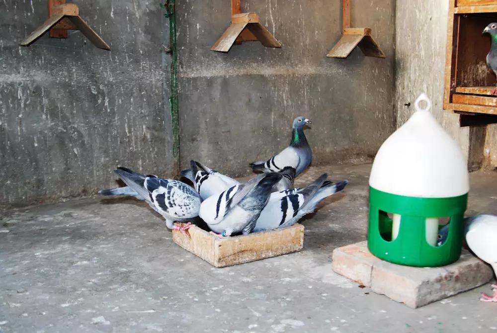 花1千多万买的鸽子,真的会有人花千万买赛鸽吗