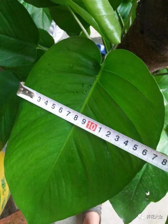 绿萝与铜钱草四季养护,怎么让铜钱草长得和绿萝一样