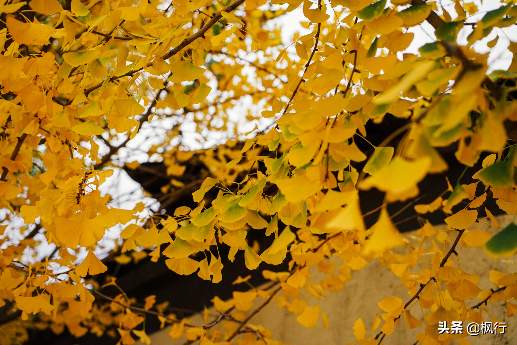 北京18个看银杏的好地方在哪,北京八大处看银杏攻略