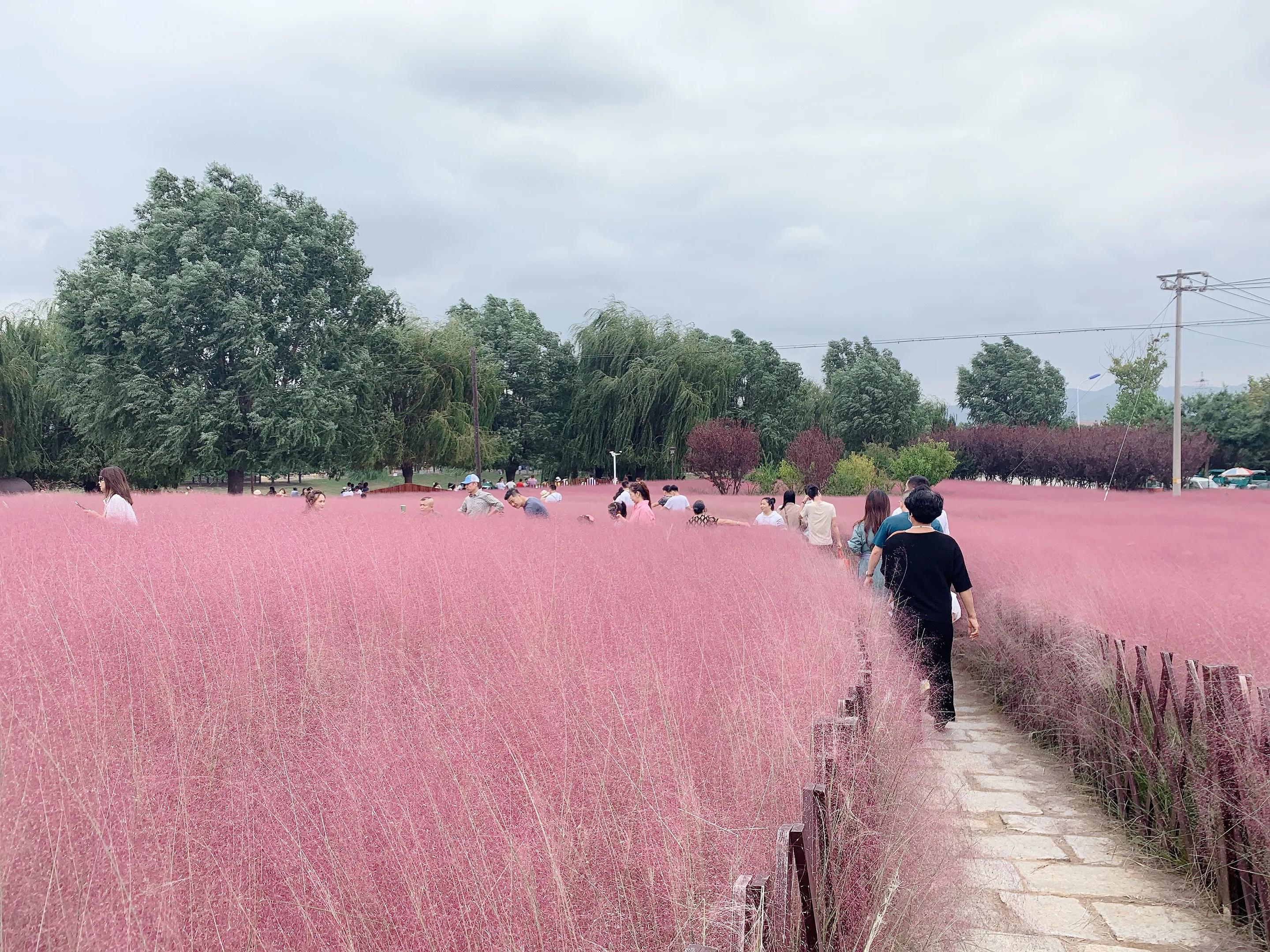 威海公园网红打卡的景点,威海羊亭湿地公园地址