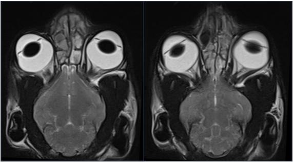 猫咪额头鼓起来软软的怎么回事,猫咪额头红怎么回事