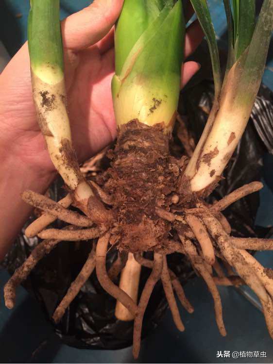 如何促进君子兰多分株,君子兰怎么分叶间苗