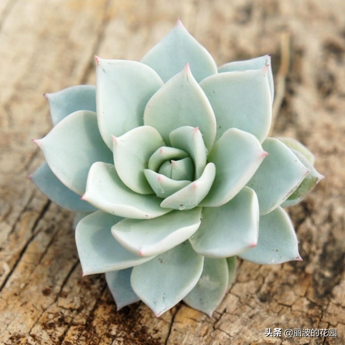 多肉植物薄叶蓝鸟怎么繁殖,多肉植物薄叶蓝鸟能耐多少低温