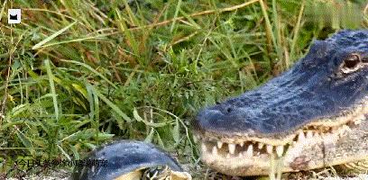 被巨蜥吃掉的乌龟,巨蜥被乌龟卡住头