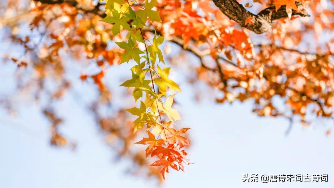 许你一个最美的金秋,许你一个诗意的四季
