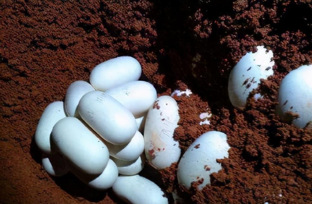 黑龙江省女子与蛇相处15年,黑龙江一女子与蛇共处十几年