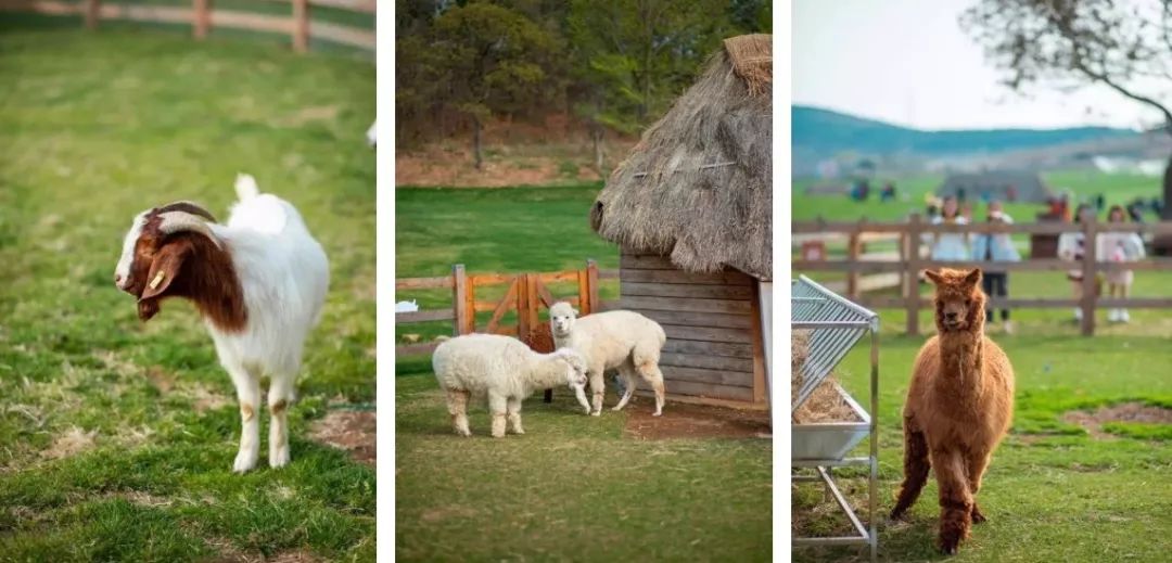 隐匿于大连的这片清澈之地，看的是蓝天白云，呼吸的是草木芬芳