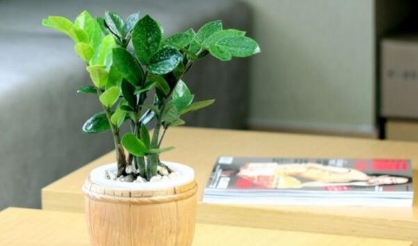 金钱树有虫子怎么处理,金钱树土壤里有小白虫怎么治