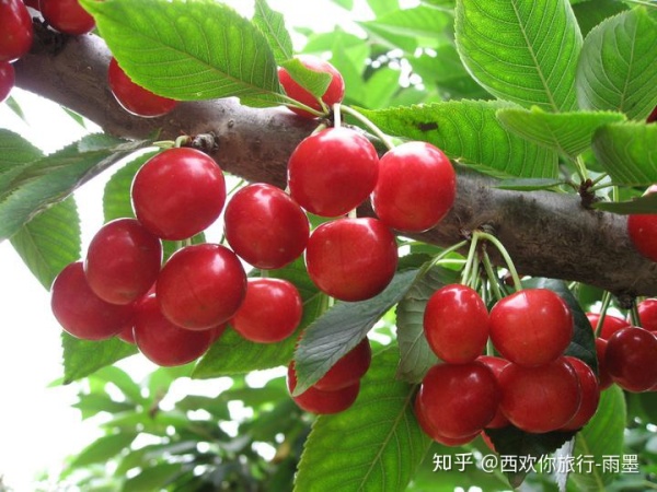 *疆新**瓜果攻略最好的季节配最美味的水果