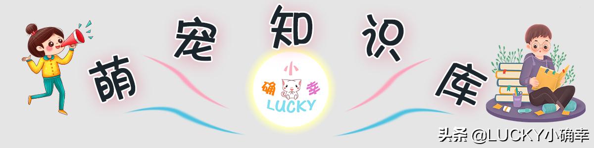 猫咪喝水呛鼻子怎么办,猫咪不爱喝水鼻子干怎么办