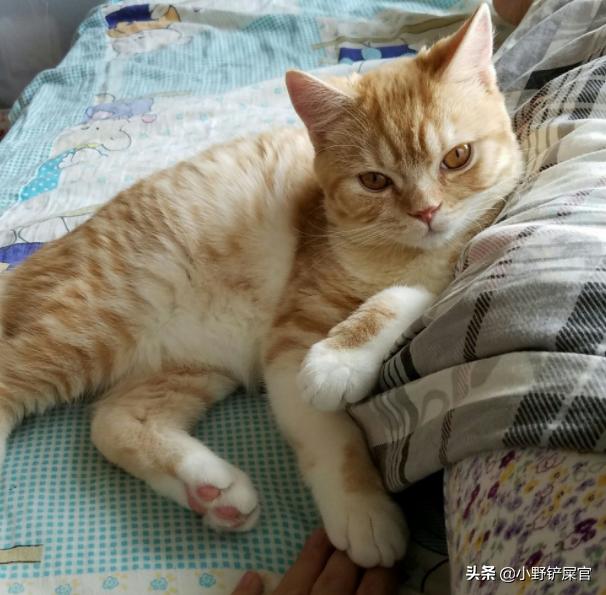 为啥年轻人爱养猫老人喜欢养狗,陪伴老人养狗还是养猫