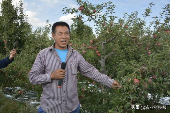 不套袋的苹果有市场吗,苹果不套袋是什么样子