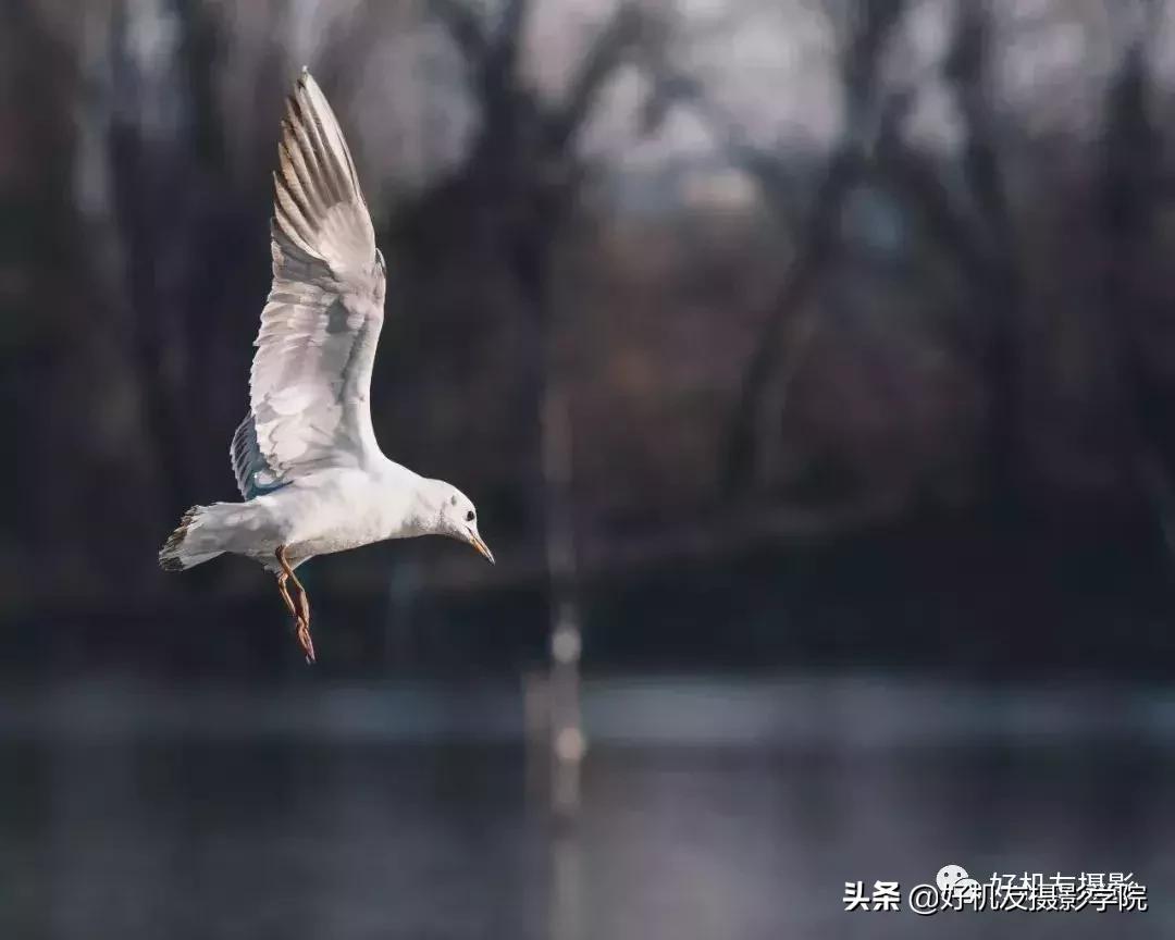 手机拍鸟镜头拍摄技巧,拍摄鸟片后期技巧有哪些