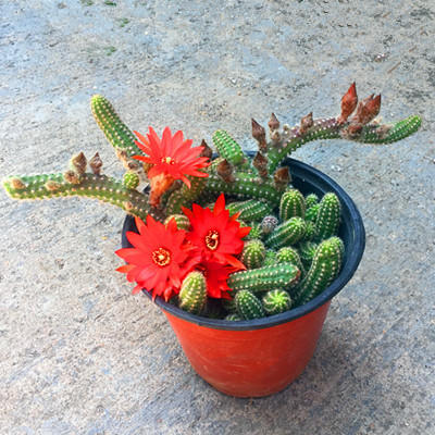 仙人指开花后的养殖方法,仙人指开花时能喷磷酸二氢钾