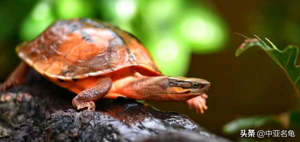 新手养龟快速入门教程,石金钱龟冬天怎么养新手必看