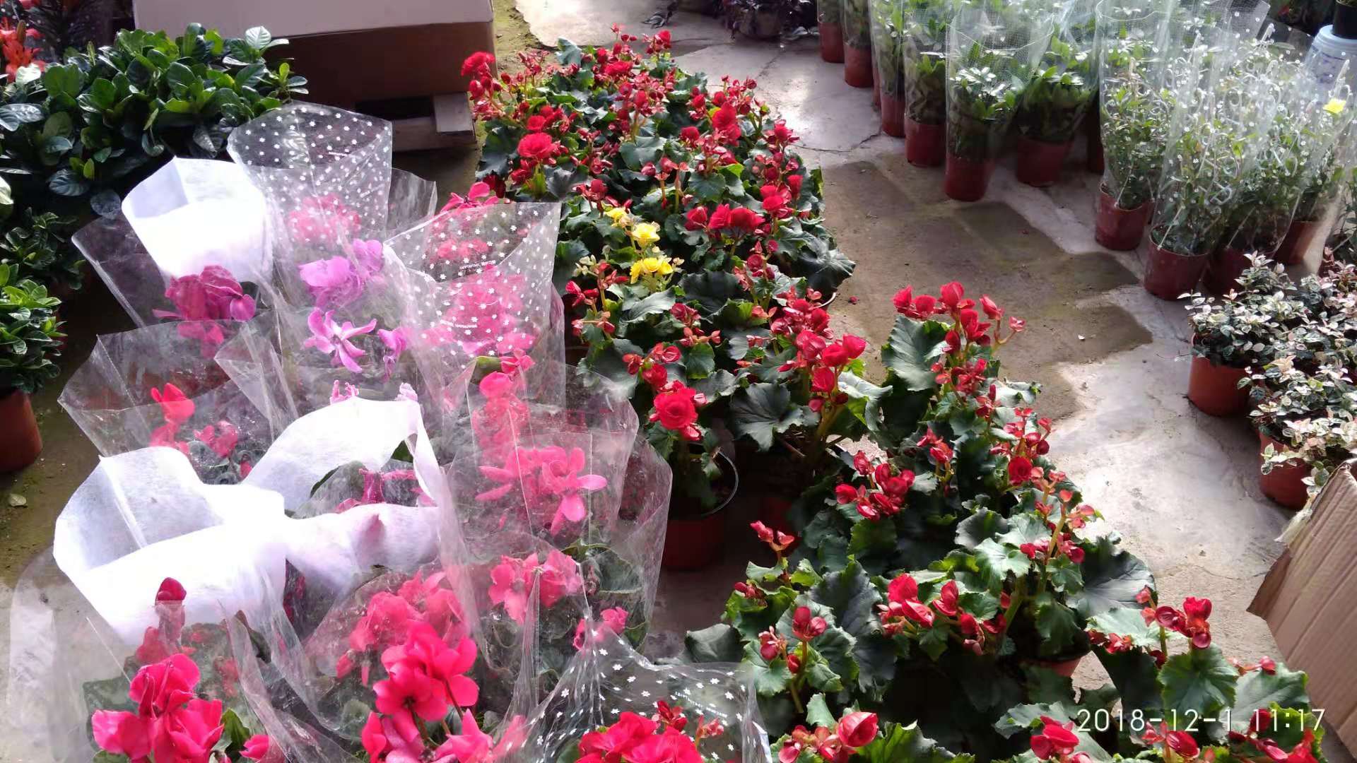 沈阳花卉市场扔花的地方,沈阳花卉市场