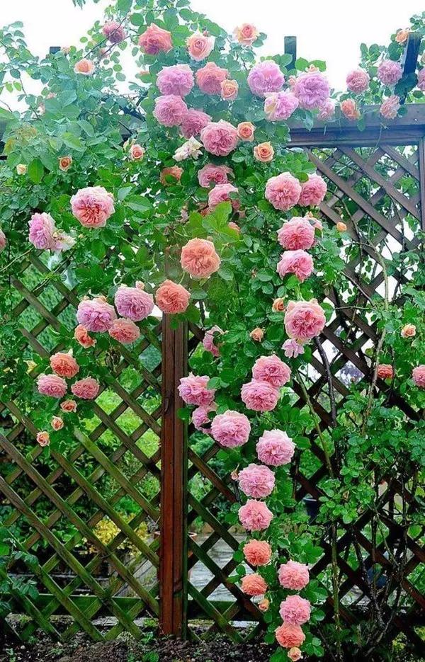 梦中的菜园小视频,我的梦中菜地