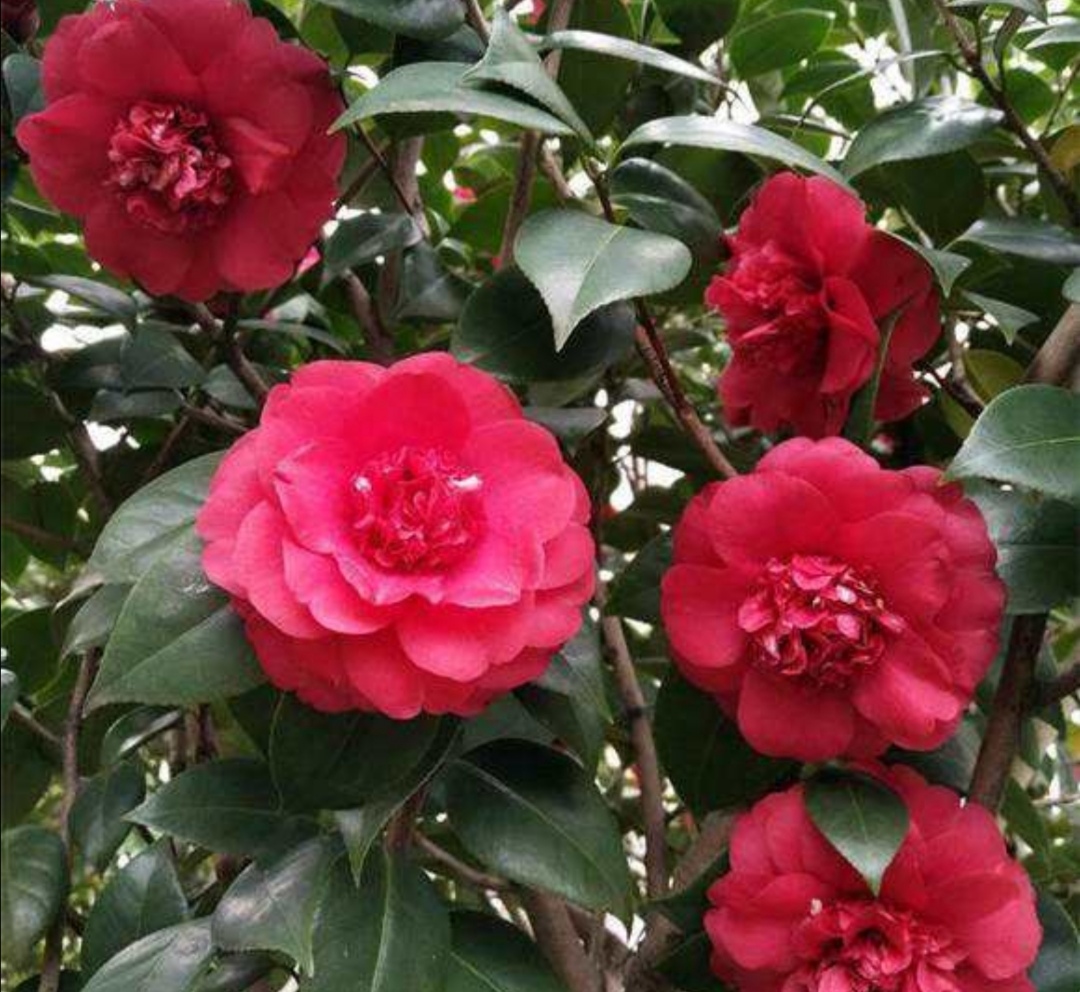 香妃茶花掉叶掉花苞是怎么回事,茶花叶铁锈色花苞一碰就掉怎么办