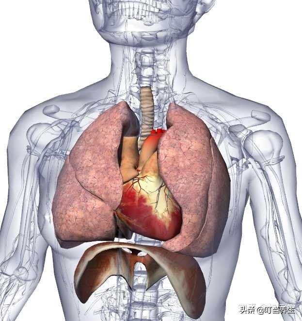 你的心脏是怎么样的呀,中医带你认识心脏