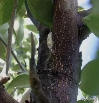 梨树腐烂病的最佳治疗方法,治梨树腐烂病的工具